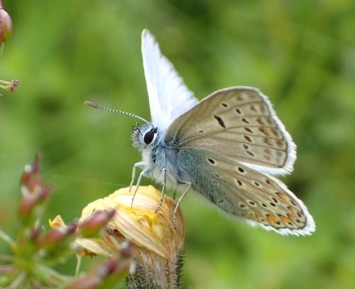 Polyommatus icarus